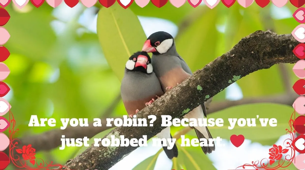 Bird Pick Up Lines For Instagram