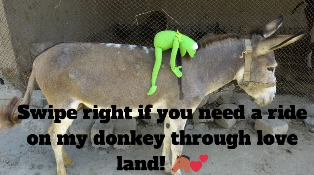 Donkey Pick Up Lines For Tinder