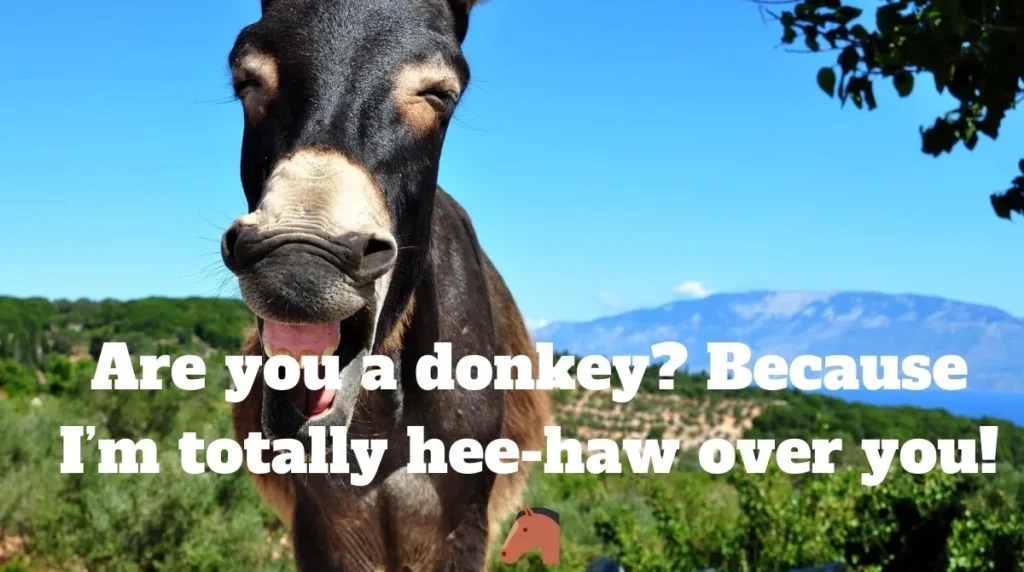 Funny Donkey Pick Up Lines 
