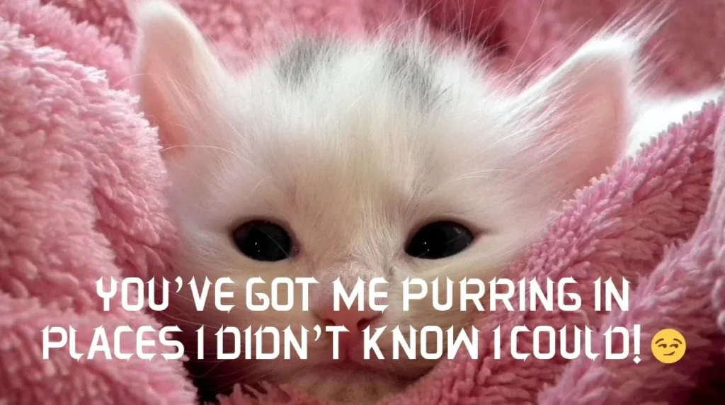 Flirty Cat Pick Up Lines