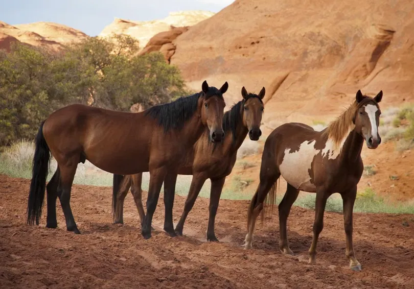 A Single Mistake Could Ruin Your Horse-Sitting Business—Unless You Have This