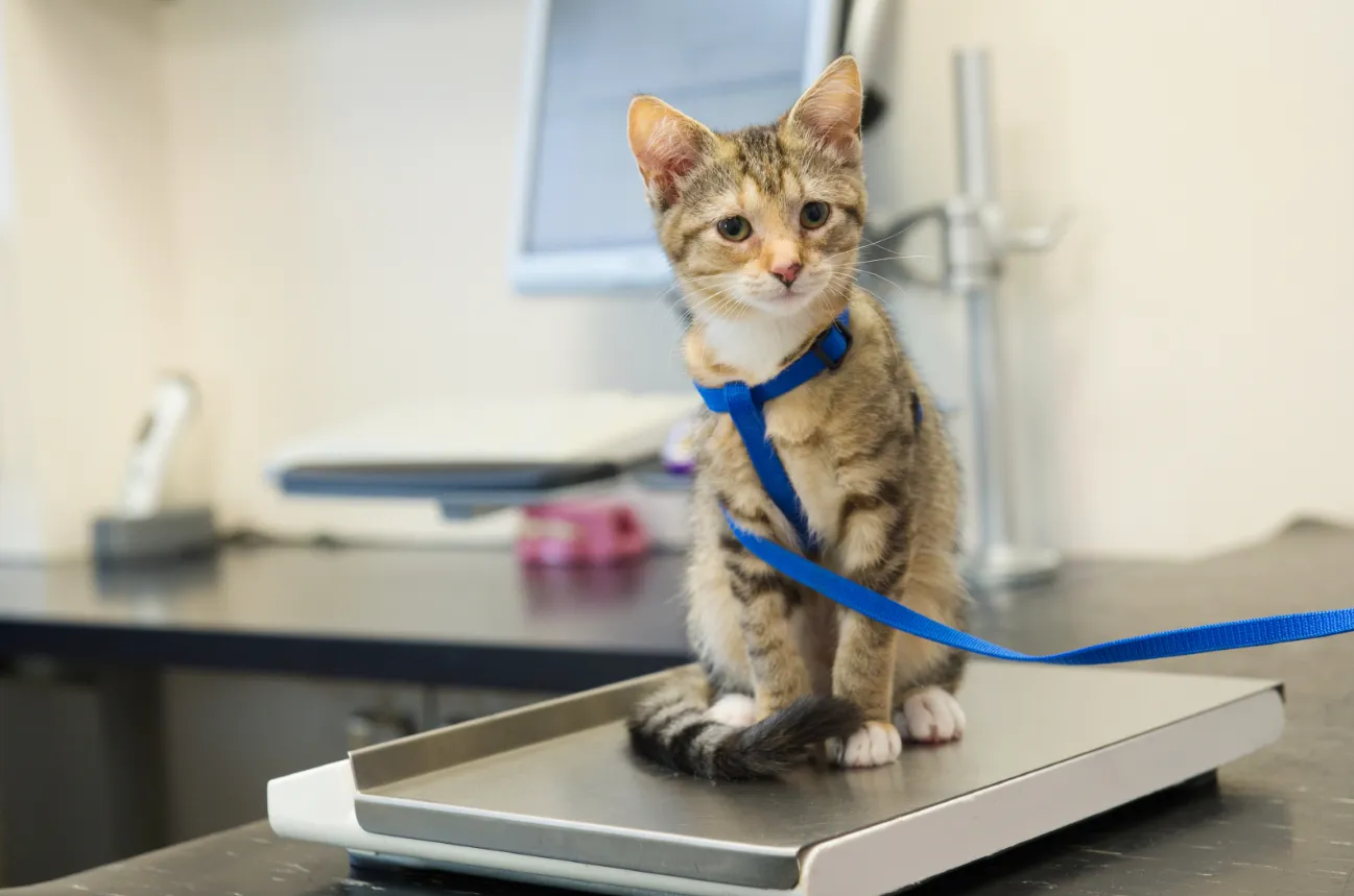 Signs Your Cat Needs to See a Veterinarian Immediately